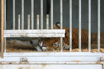 Sad tiger in circus cage 
