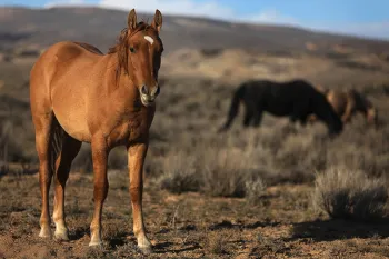 Wild horses eating in a field