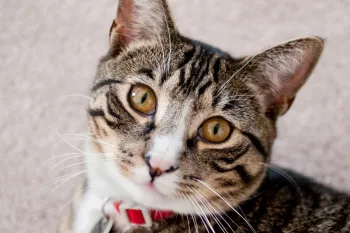 Portrait of a tabby cat