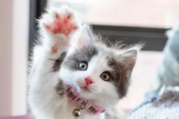 Cute kitten raising her paw