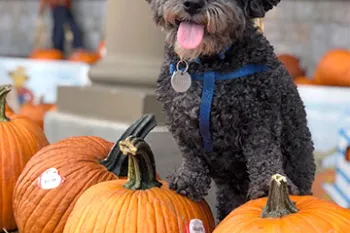Black dog standing on pumpkins