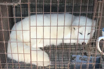 arctic fox in cage at a fur farm in China
