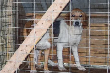 Beagle dog in cage. 