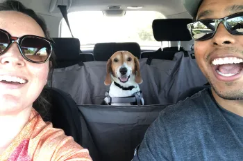 Beagle dog sitting in car with his new family.