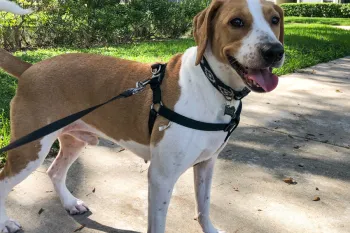 Beagle dog outside for a walk.