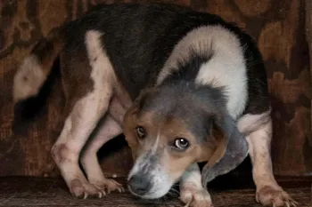 Dog outside living in severe neglect, rescued by HSUS