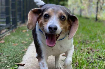 Beagle dog at doggie daycare, running outside.