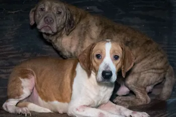 Dogs outside living in severe neglect, rescued by HSUS