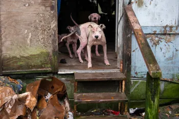 Dogs living in severe neglect, rescued by HSUS