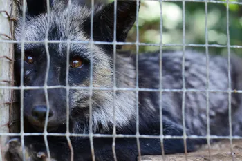 Fox in a cage on a fur farm