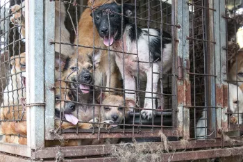 Dogs locked in a cage at a dog meat farm in Haemi, South Korea