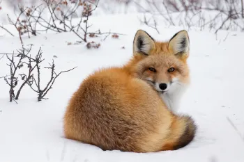 Red Fox Laying In The Snow