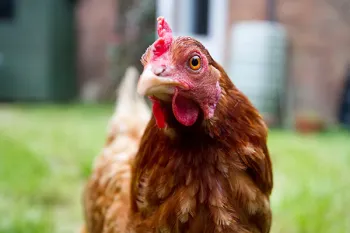 Portrait of a chicken in the grass