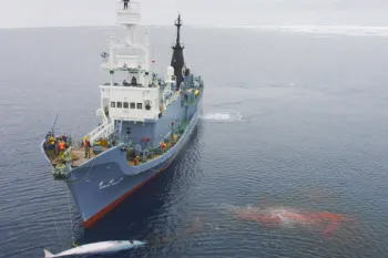 Japanese whaling ship killing whales during hunt