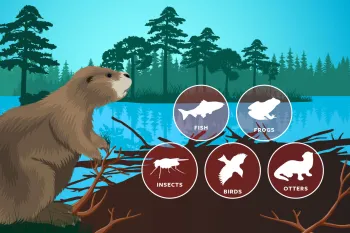 Illustration of a beaver in it's natural habitat