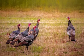 Wild turkeys in a field