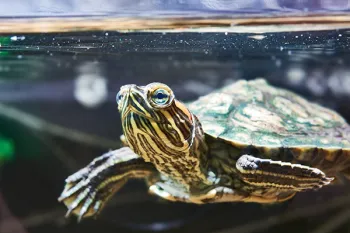 Pet turtle in a home aquarium
