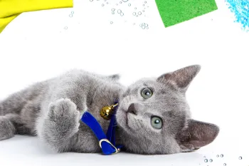 Grey cat surrounded by cleaning products