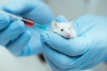 Mouse being injected