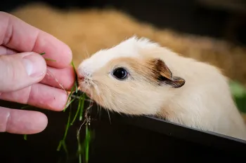 Hand-feeding a baby guinea pig some grass