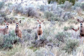 Deer at Greenwood Preserve in Oregon