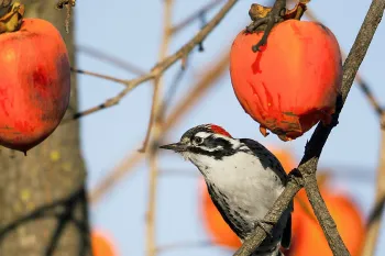 woodpecker on persimmon tree