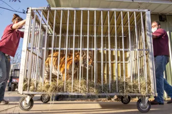Elsa the tiger in a cage on wheels being moved to her new home