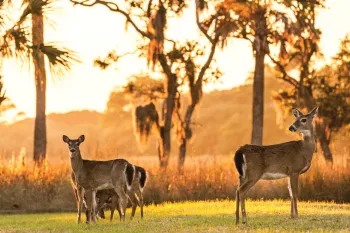 Deer gather in a field at sunset on Fripp Island, SC.