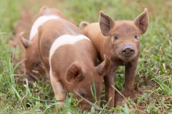 Brown piglets in a grassy field