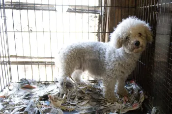 Dog in a messy cage in a puppy mill