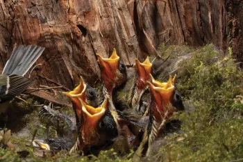 Bird and babies in the nest tucked in a tree trunk