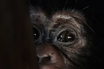 an orphaned baby chimpanzee, victim of the bushmeat and exotic pet trade, who is cared for by Liberian Chimpanzee Rescue