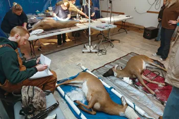 Tranquilized deer await surgery in a garage