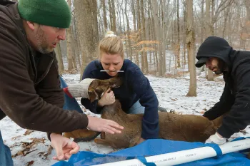 Debbie LaTorre returns a doe to the woods soon after surgery