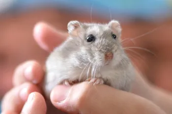 a small gray hamster is held in a child's hands