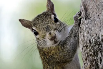 Squirrel looking at camera climbing tree