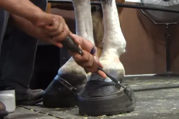 undercover photo of someone "soring" a horse to create an exaggerated and unnatural gait known as the “big lick."