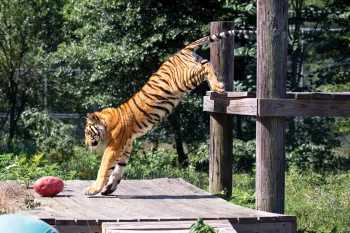 India the tiger jumping down from his platform