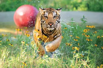 Photo of India the tiger running from his pool with his red ball in the background.
