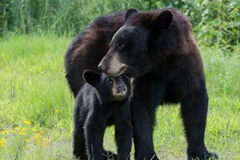 mother black bear and young cub in North Carolina forest