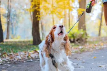 A man walking a barking dog