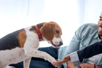 A father and his daughter play with their beagle puppy