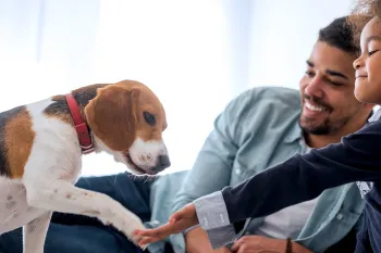A father and his daughter play with their beagle puppy