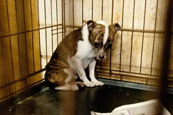 Small sad looking dog before being rescued from a puppy mill