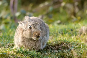 A scared rabbit with its ears pulled back looks nervously into the distance