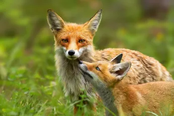Red fox mother and young cub touching with noses in nature