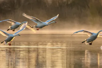 Young mute swans are practicing flying in the foggy winter morning.
