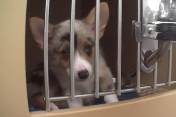Sick corgi in cage at Petland