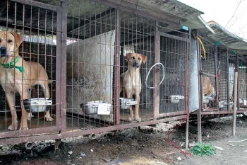 Dogs in dirty cages in a dog meat farm