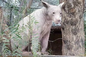 Eve the bear before with no fur.